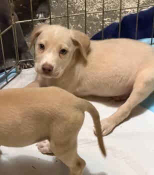 Butterball -  Labrador Retriever and Pit Bull Terrier Dog for Adoption in Boca Raton, Florida - Butterball | PetCurious