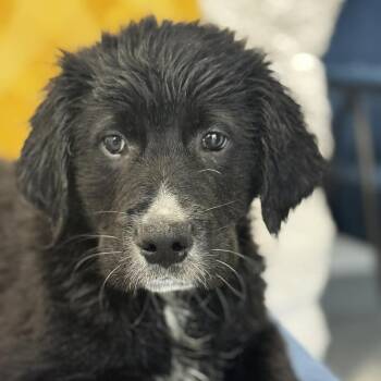 Border Collie and Golden Retriever Dogs Available for Adoption - Dallas | PetCurious
