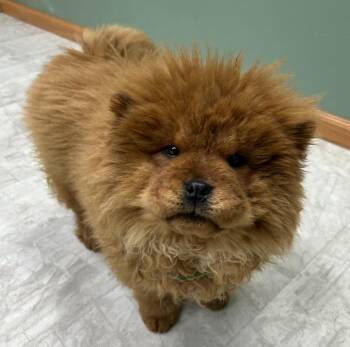 Chow Chow Dogs Available for Adoption - Leia | PetCurious