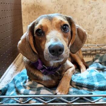 Kentanji Belmont -  Beagle and Chihuahua Dog for Adoption in London, Ohio - Kentanji Belmont | PetCurious