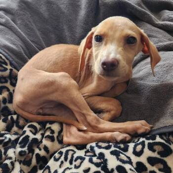 Bambi -  Chihuahua and Mixed Breed Dog for Adoption in Hondo, Texas - Bambi | PetCurious