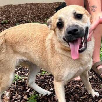 Dolly -  Shepherd Dog for Adoption in Bethel, Connecticut - Dolly | PetCurious
