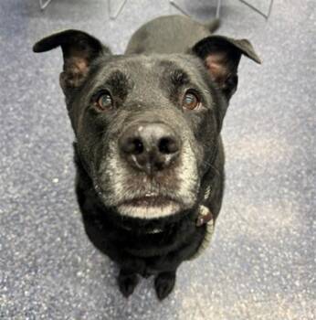 LUCKY -  Labrador Retriever and Mixed Breed Dog for Adoption in Anchorage, Alaska - LUCKY | PetCurious