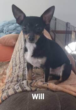 Rat Terrier Dogs Available for Adoption - Will | PetCurious