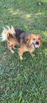 Chip -  Shetland Sheepdog Sheltie Dog for Adoption in St. Louis, Missouri - Chip | PetCurious