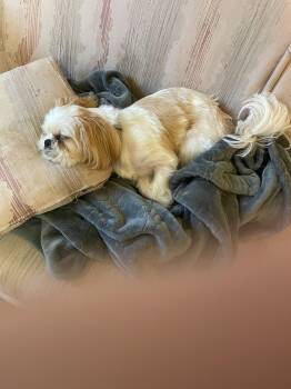 Rescue Poodle Dogs for Adoption in Plano, Texas - Luka | PetCurious