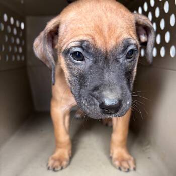 Mixed Breed Dogs Available for Adoption - Alarm | PetCurious