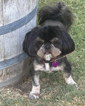 Titus -  Shih Tzu Dog for Adoption in Covina, California - Titus | PetCurious