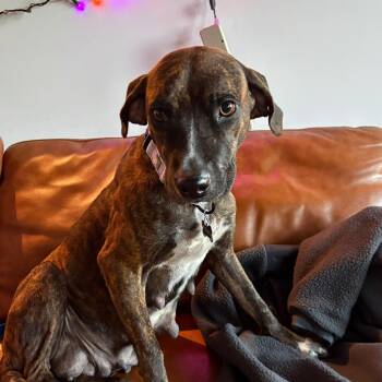 Sweet Marie -  American Staffordshire Terrier Dog for Adoption in Houston, Texas - Sweet Marie | PetCurious