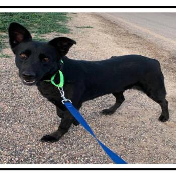 Agatha -  Labrador Retriever and Cattle Dog Dog Available for Adoption in Apache Junction, Arizona - Agatha | PetCurious