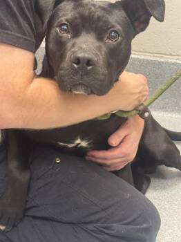 RIVER -  Pit Bull Terrier Dog for Adoption in Indianapolis, Indiana - RIVER | PetCurious