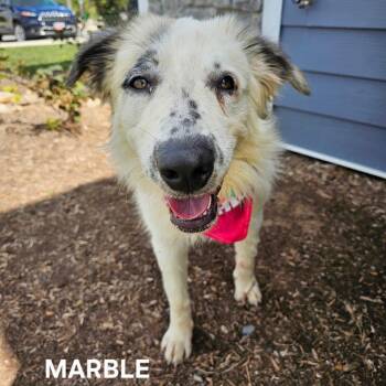 Marble -  Great Pyrenees and Australian Shepherd Dog for Adoption in Knoxville, Tennessee - Marble | PetCurious