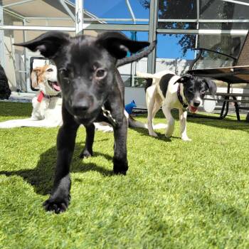 Tennessee -  Black Labrador Retriever and Mixed Breed Dog for Adoption in Pinellas Park, Florida - Tennessee | PetCurious