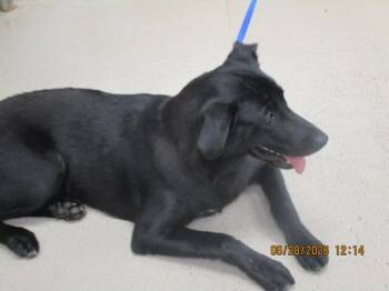(46) -  Labrador Retriever Dog for Adoption in Marietta, Georgia - (46) | PetCurious