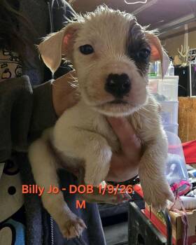 Australian Cattle Dog Blue Heeler and Beagle Dogs Available for Adoption - Billy Jo | PetCurious