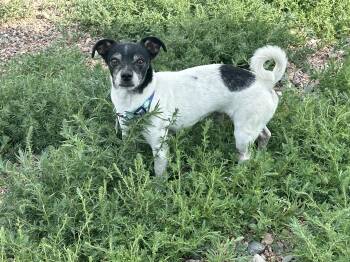 Oreo -  Chihuahua and Rat Terrier Dog for Adoption in Carr, Colorado - Oreo | PetCurious