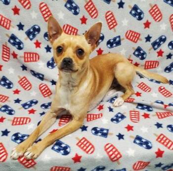 Chihuahua Dogs Available for Adoption in Lake City, Michigan - Bandit (7044) | PetCurious