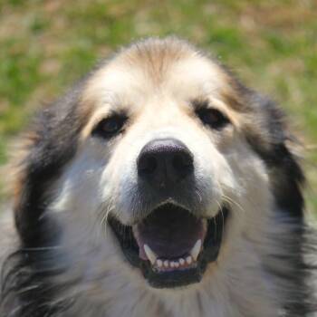 Great Pyrenees and Collie Dogs Available for Adoption in Hayward, Wisconsin - Luke | PetCurious