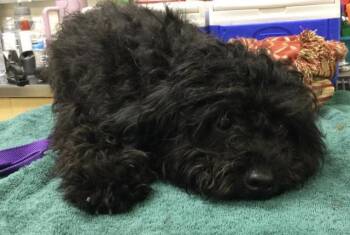 A1938321 -  Terrier and Mixed Breed Dog for Adoption in Riverside, California - A1938321 | PetCurious