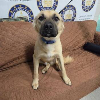 Linguine -  Shepherd and Mixed Breed Dog for Adoption in Kansas City, Missouri - Linguine | PetCurious