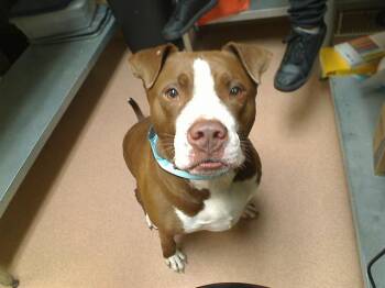 Pit Bull Terrier and Mixed Breed Dogs Available for Adoption in Cookeville, Tennessee - LOKI | PetCurious