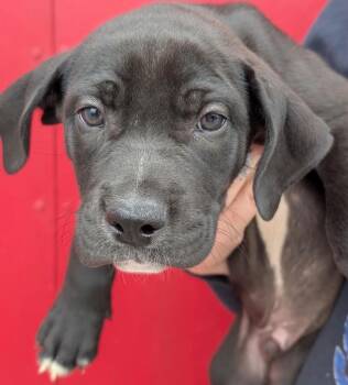 Sawyer -  Affenpinscher and Retriever Dog for Adoption in Defiance, Ohio - Sawyer | PetCurious