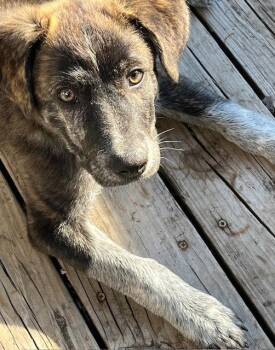 Great Pyrenees Dogs Available for Adoption in Brooklyn Center, Minnesota - Henry | PetCurious