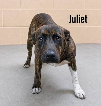 Staffordshire Bull Terrier and Labrador Retriever Dogs Available for Adoption in Clearfield, Kentucky - Juliet | PetCurious
