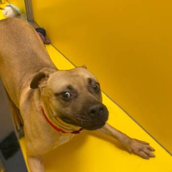 Thorne -  Mixed Breed Dog for Adoption in Titusville, Florida - Thorne | PetCurious
