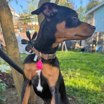 Miniature Pinscher and Chihuahua Dogs Available for Adoption in Bellingham, Washington - Rigatoni | PetCurious