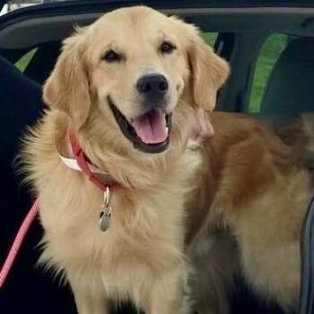 GRIFFIN- local -  Golden Retriever Dog for Adoption in Warwick, Rhode Island - GRIFFIN- Local | PetCurious