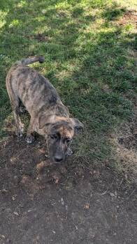 RIPPLES -  Shepherd Dog for Adoption in Broomfield, Colorado - RIPPLES | PetCurious