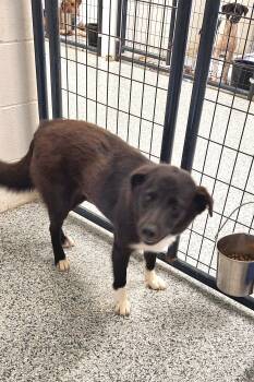 Luke -  Border Collie Dog for Adoption in Stanton, Kentucky - Luke | PetCurious