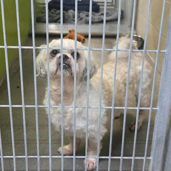 Shih Tzu and Maltese Dogs Available for Adoption in San Jacinto, California - Monty | PetCurious