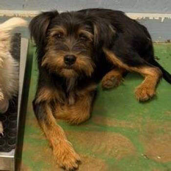 Hans -  Miniature Schnauzer and Yorkshire Terrier Dog for Adoption in Hattiesburg, Mississippi - Hans | PetCurious