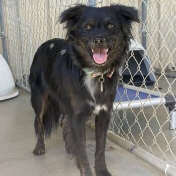 DINO -  Terrier and Australian Shepherd Dog for Adoption in Joshua Tree, California - DINO | PetCurious