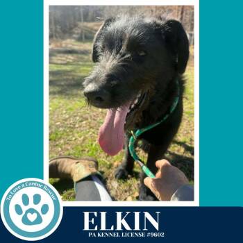 Poodle Dogs Available for Adoption - Elkin 031426 | PetCurious