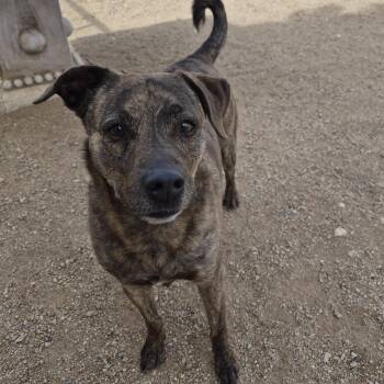 Pit Bull Terrier Dogs Available for Adoption in Sierra Vista, Arizona - Polly | PetCurious