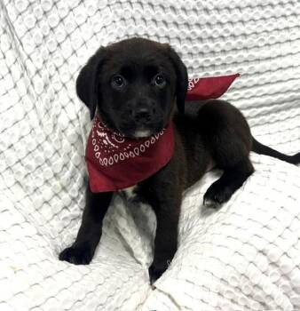 Guppy -  Black Labrador Retriever Dog for Adoption in Hawk Point, Missouri - Guppy | PetCurious