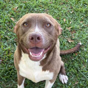 American Staffordshire Terrier Dogs Available for Adoption in Spring, Texas - Athena | PetCurious