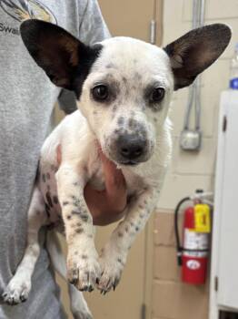 Australian Cattle Dog Blue Heeler and Terrier Dogs Available for Adoption in Swainsboro, Georgia - Ripley | PetCurious