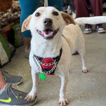 Jude -  Border Terrier and Cattle Dog Dog for Adoption in Abbotsford, British Columbia - Jude | PetCurious