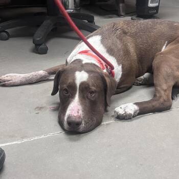 Pit Bull Terrier and Mixed Breed Dogs Available for Adoption - Sugar | PetCurious