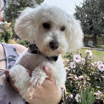 Sheep -  Miniature Poodle and Mixed Breed Dog for Adoption in Nampa, Idaho - Sheep | PetCurious
