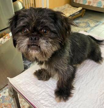 Bramble (NOT YET AVAILABLE) -  Shih Tzu Dog for Adoption in Benton, Louisiana - Bramble (NOT YET AVAILABLE) | PetCurious