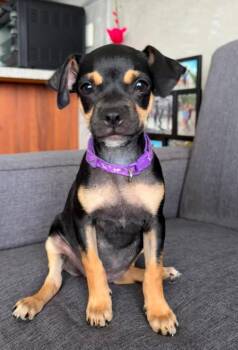 MJ -  Miniature Pinscher and Chihuahua Dog for Adoption in Ramona, California - MJ | PetCurious