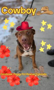 Pit Bull Terrier and German Shepherd Dog Dogs Available for Adoption - Cowboy  | PetCurious