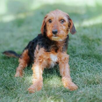 Joanne -  Terrier and Mixed Breed Dog for Adoption in Northbrook, Illinois - Joanne | PetCurious