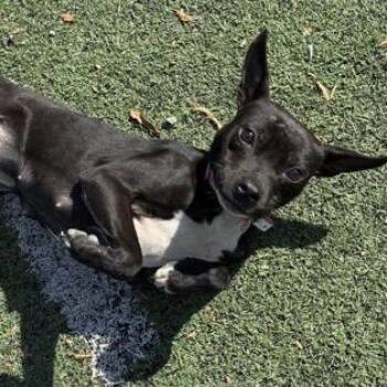 Mixed Breed Dogs Available for Adoption - Elphaba | PetCurious
