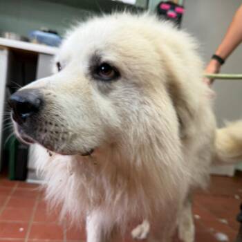 Diesel -  Great Pyrenees Dog for Adoption in West Point, Mississippi - Diesel | PetCurious